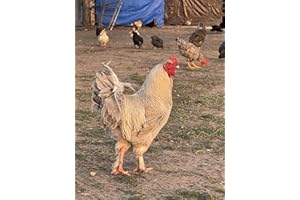 MUSA MEADOWS 12 Chicken Hatching Eggs (Rare Breeds)