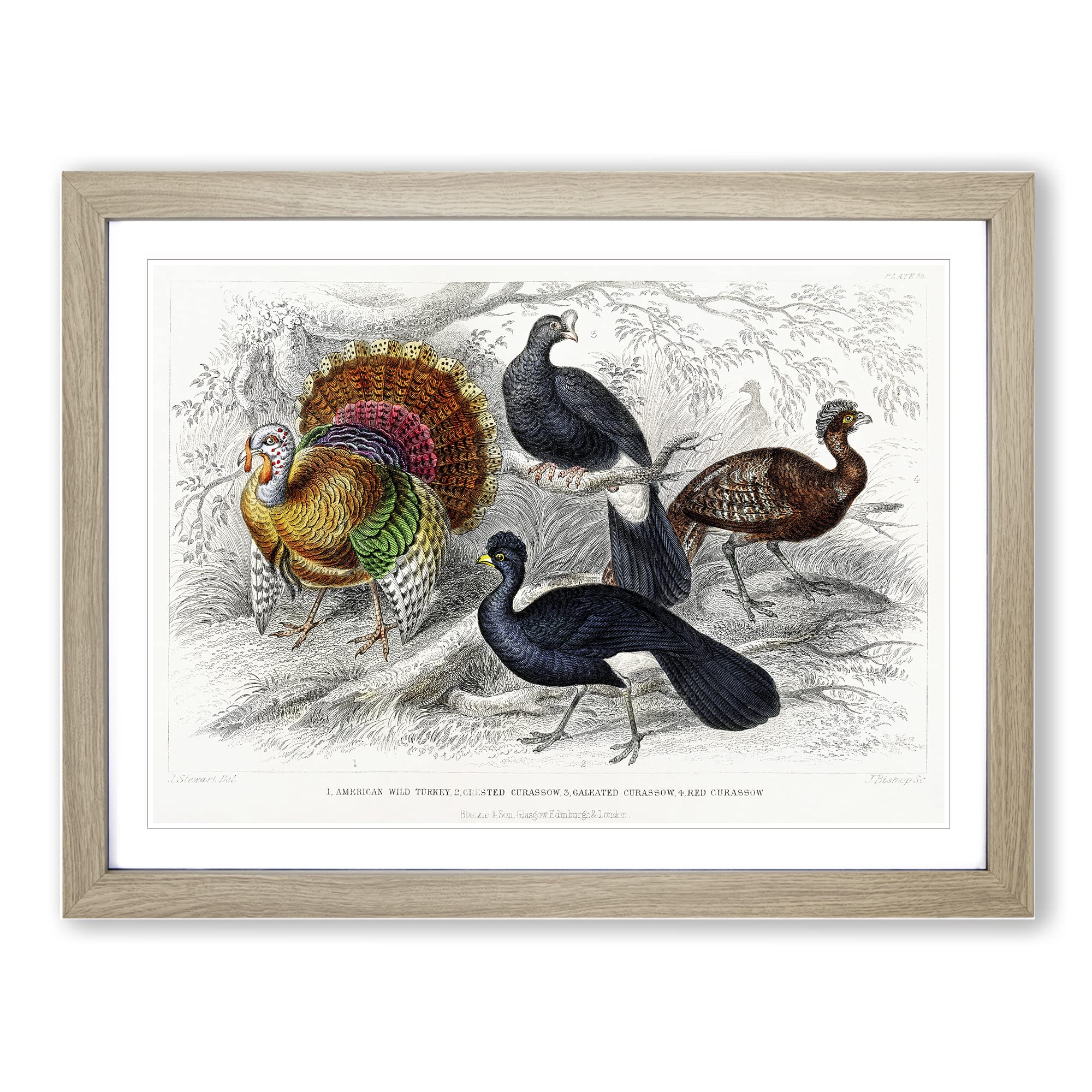 Wild Turkey & Curassow Birds By Oliver Goldsmith Vintage Framed Wall Art Print, Ready to Hang Picture for Living Room Bedroom Home Office Décor, Oak A4 (34 x 25 cm)