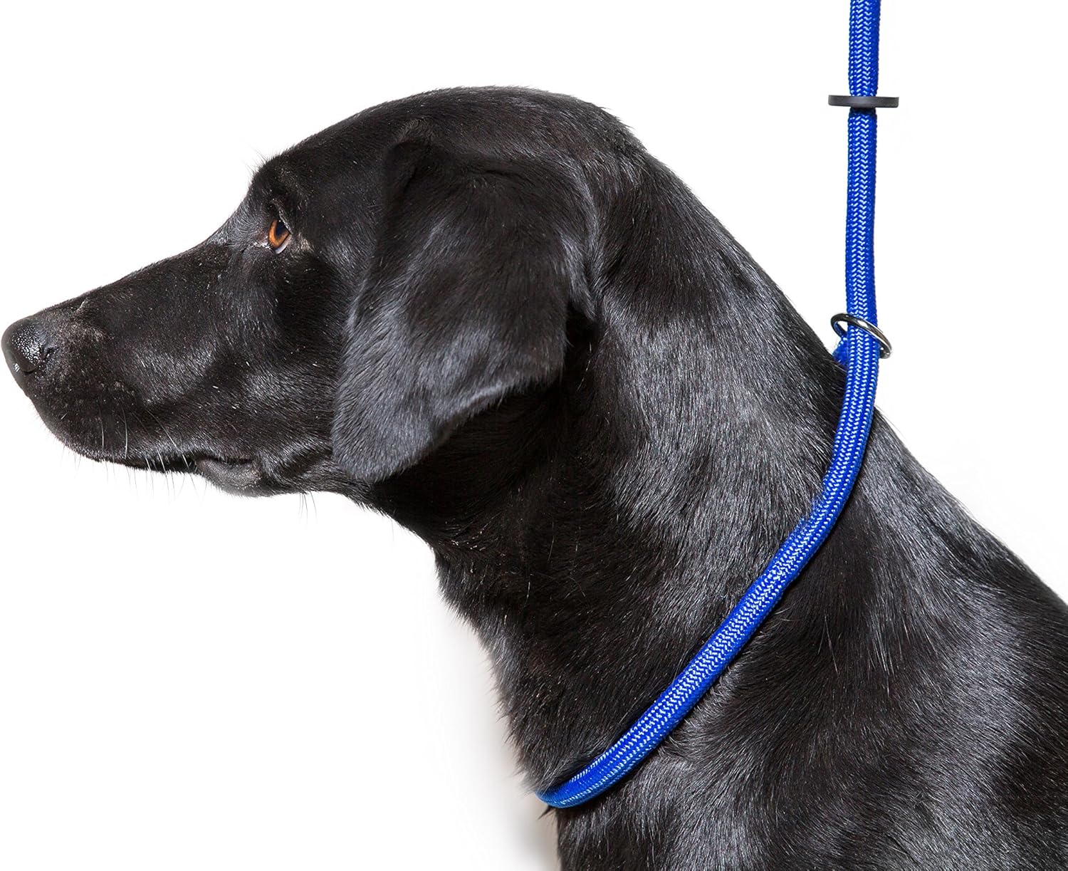 Gunner dog gear slip lead Clearance