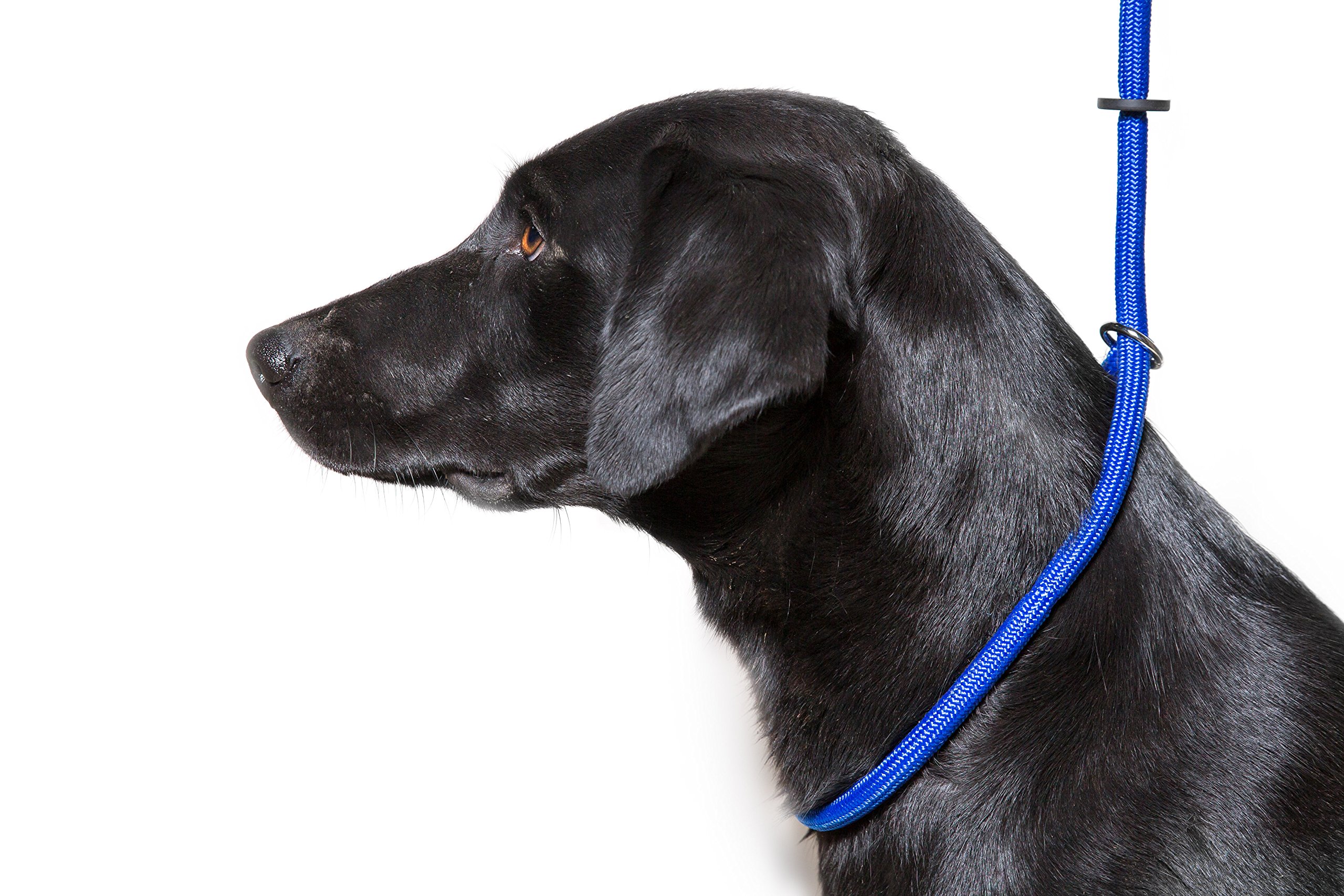 Dog & Field Deluxe Gundog Slip Lead - Blue. Super Soft Braided Nylon Slip Lead For Dogs With Rubber Stopper, Easy To Slip On, No Collar Or Harness Needed.