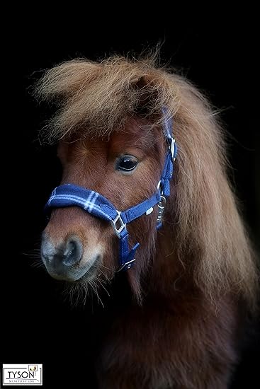 Halfter Nylon Fleece Gr. S Blau Karo Shetland Pony Shetty Tysons