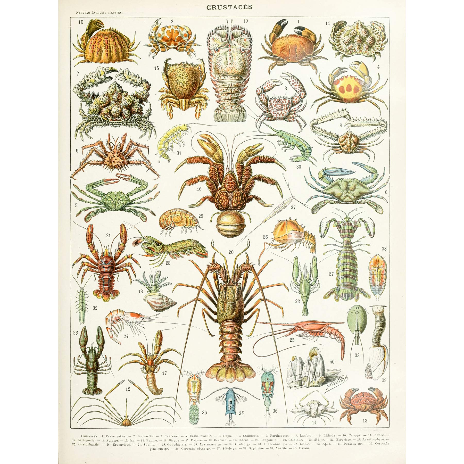 Artery8 Millot Encyclopedia Page Crustaceans Lobster Large Wall Art Poster Print Thick Paper 18X24 Inch
