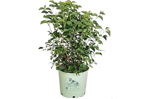 GREEN PROMISE FARMS American Beauties Native Plants - Viburnum dentatum 'Blue Blaze' (Arrowwood) Shrub, white flowers with blue fruit, #3 - Size Container