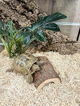 Komodo Jungle Canopy Reptile Terrarium Plant 1 Count view 5