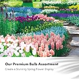 GreenBrokers Butterfly & Bee Collection Bulbs 100 Pack Spring Flowers view 6
