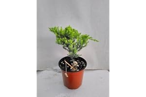 JM BAMBOO Jmbamboo - Bonsai Juniper Garden 4'' Pot with Fishman
