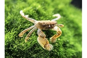 Aquatic Arts 2 Live Freshwater Pom Pom Crabs | Real Living Nano Aquarium Fish Tank Pet | Betta/Danio/Rasbora/Guppy Compatible