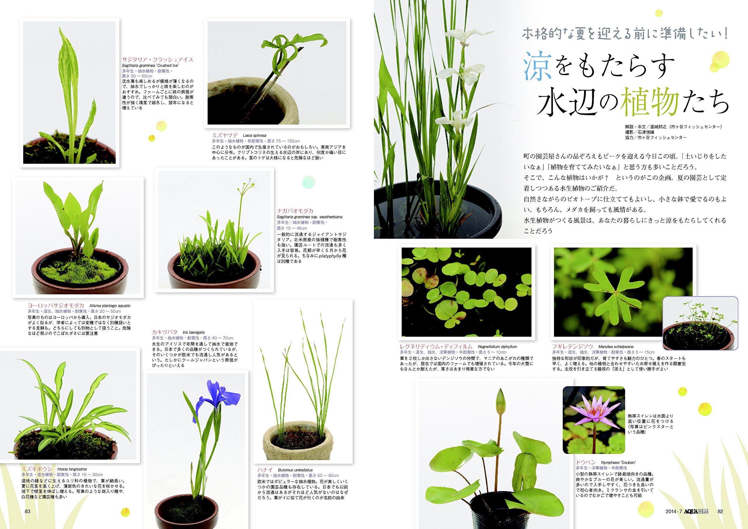 月刊 Aqua Life アクアライフ 14年 07月号 Amazon Com Books