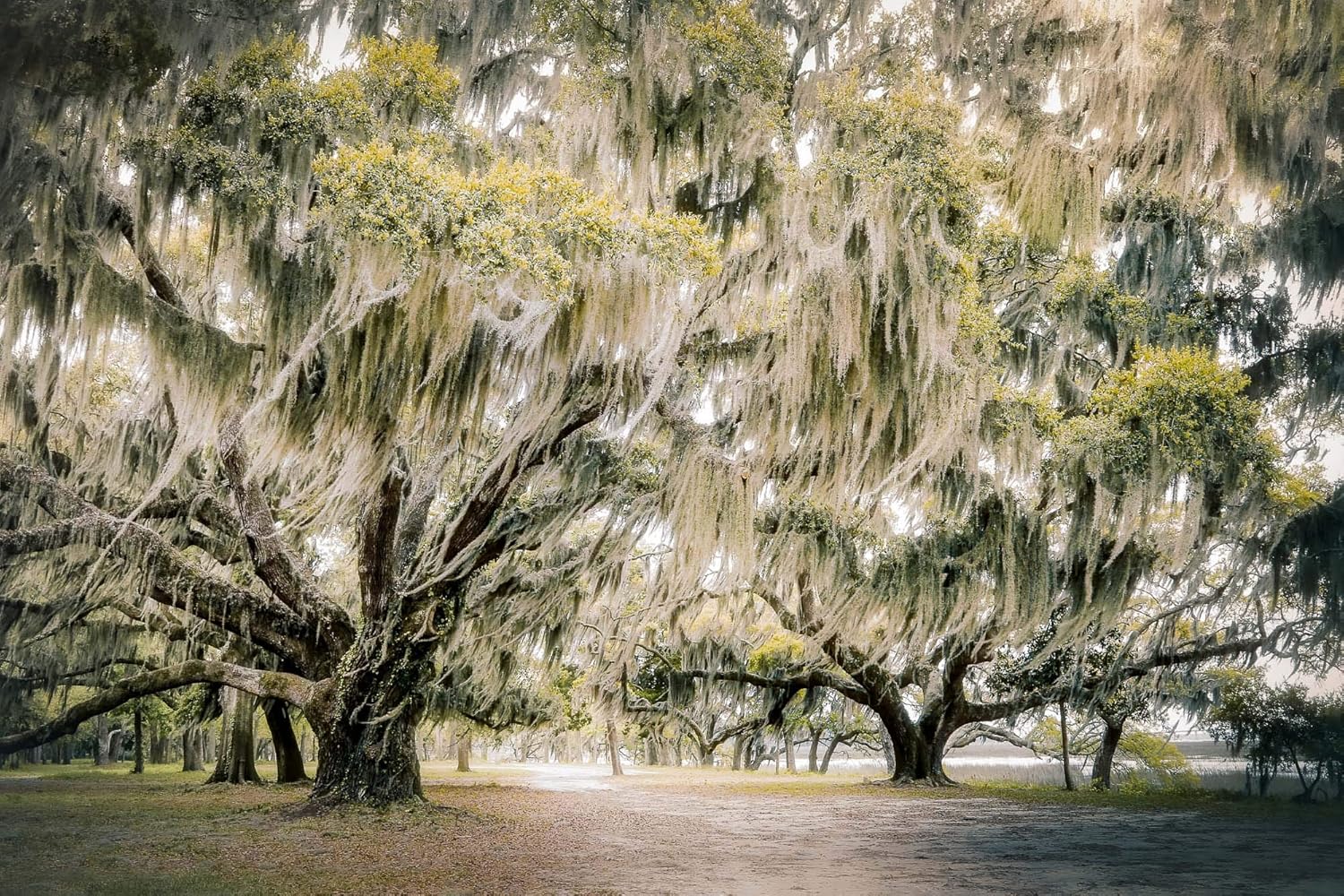 Photographs - Oak Tree Artwork | Landscape Photography | Unframed Photo Print | Live Oak Tree With Spanish Moss | Low Country Artwork | Pick Your Size
