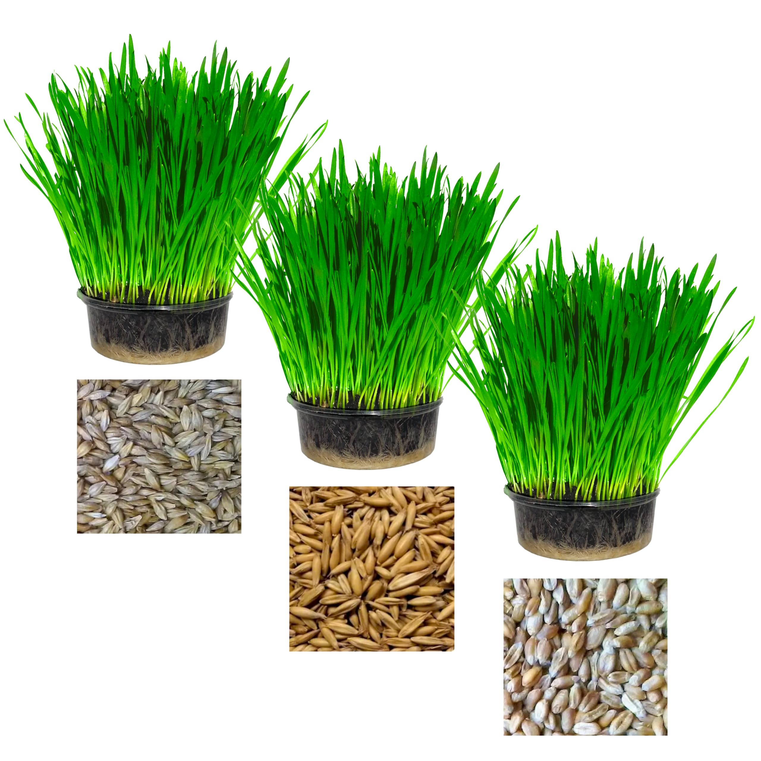 Cat FurNature - Pet Grass Variety Pack