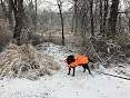 WeatherBeeta Comfitec Hundemantel – Wasserdicht, Atmungsaktiv, Mit Reflektierenden Streifen, 300 Denier, 220g Polyfill, In Orange, Größe 61 Cm