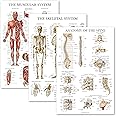 Palace Learning 3 Pack: Muscular System + Skeletal System + Anatomy of the Spine Poster Set - Set of 3 Anatomical Charts - Laminated - 18" x 24"