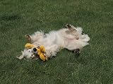 Petface Lion Plush Dog Toy - Lion Rope Body Puppy Toy for Dogs view 6
