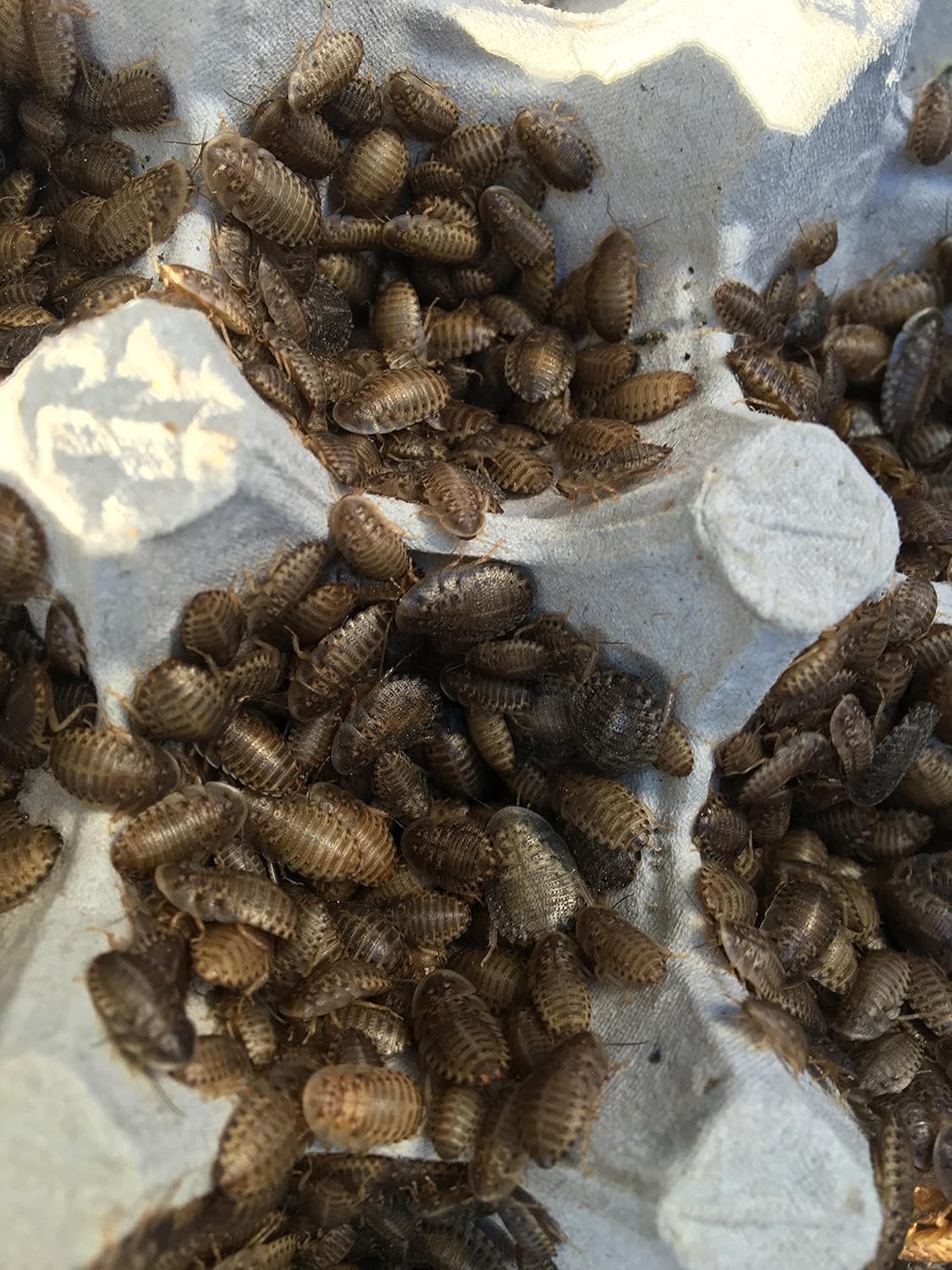 The 10 Best Dubia Roach Heating Pad