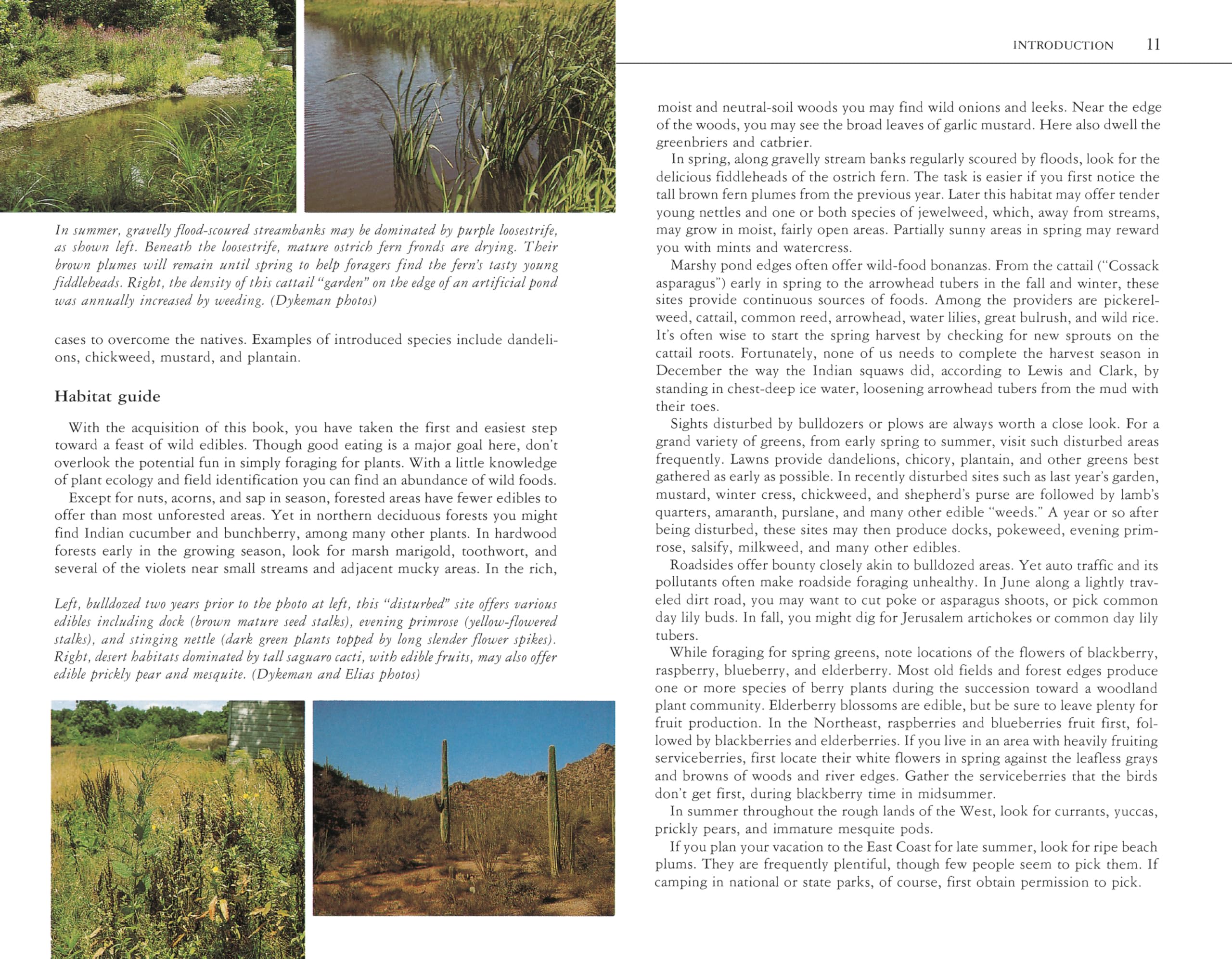 Edible Wild Plants: A North American Field Guide to Over 200 Natural Foods