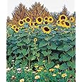 Burpee Sunforest Mix Sunflower Seeds 100 seeds