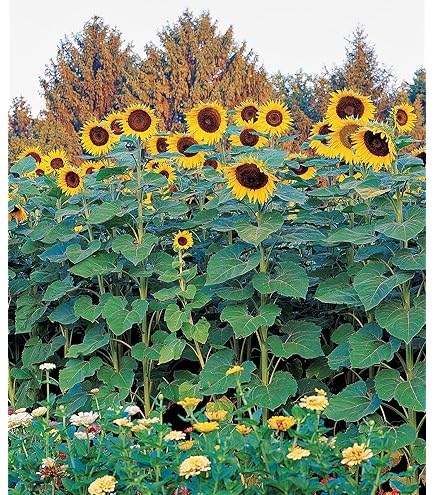 sunflower Amazon.com : Peredovik Yellow Sunflower Seeds - 50pcs - Grow