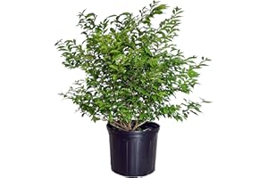 GREEN PROMISE FARMS Callicarpa dich. 'Early Amethyst' (Beautyberry) Shrub, pink flowers, #3 - Size Container