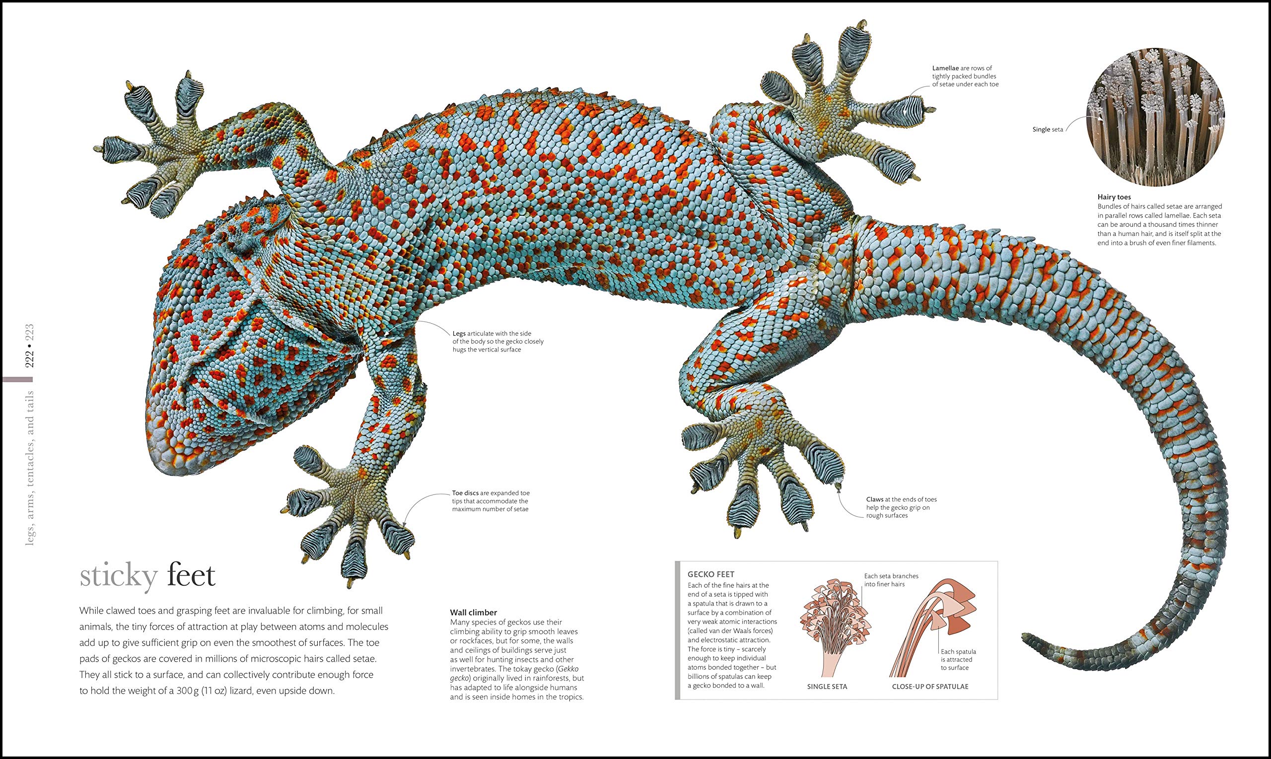 The Science of Animals: From molluscs to mammals
