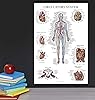 19 Pack - Vintage Anatomy Posters - Laminated - Muscular, Skeletal, Digestive, Respiratory, Circulatory, Endocrine, Lymphatic, Male & Female, Nervous