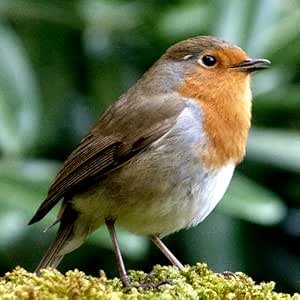 Amazon.com: Bird Wallpapers: Appstore for Android