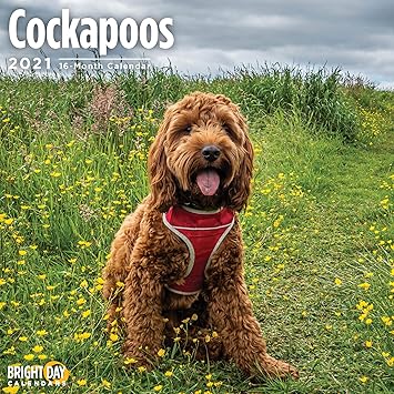 cocker spaniel x poodle