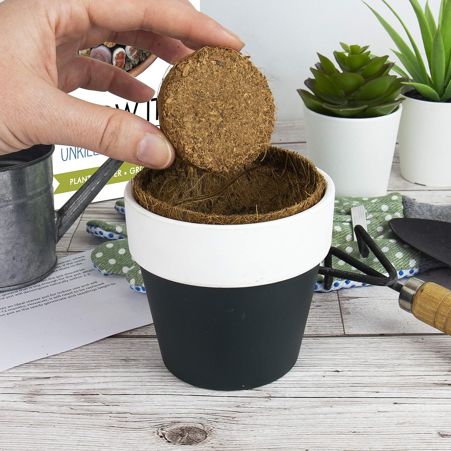 Gift Republic Grow Your Own Living Stone Plant Grow It Unkillable Plant Gift Set Succulent Plant Lithops Plant Seeds - Image 5