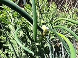 25 Starter Plants of Perennial Egyptian Walking