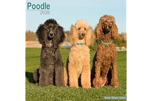 Poodle 2026 Calendar | Square Wall Calendar | Dog Breed Gift | Plastic Free Packaging | by Avonside Publishing