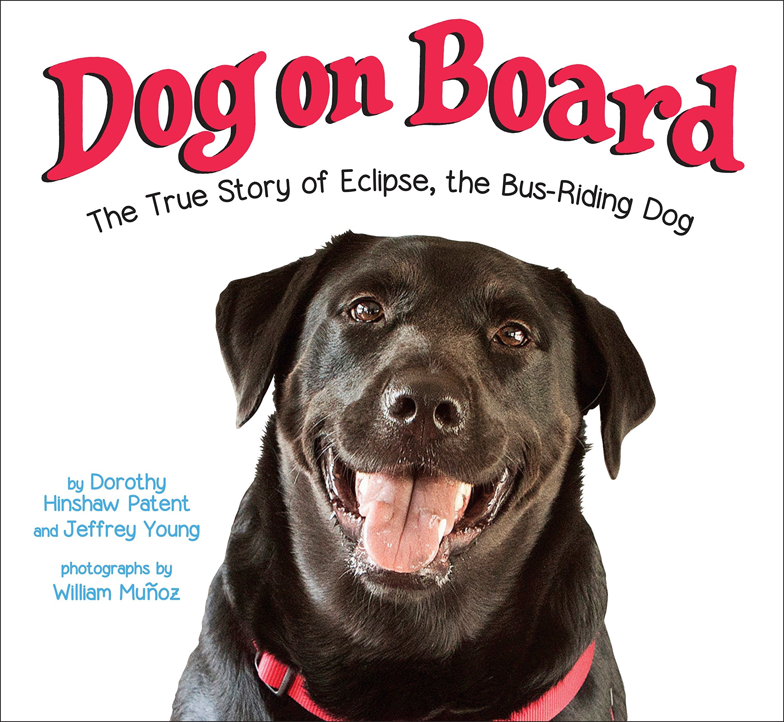 board a dog