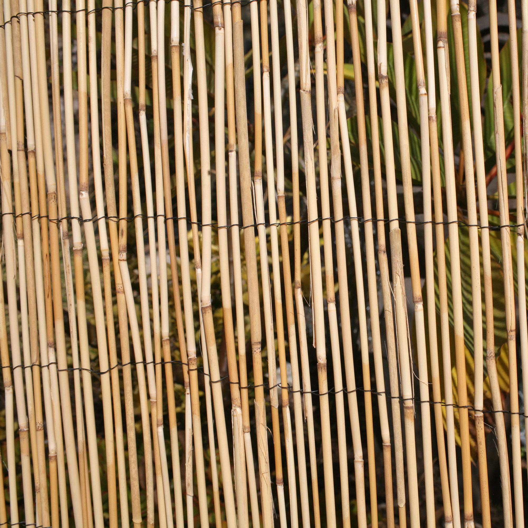 Backyard X Scapes Peeled Reed Fencing 6ft H X 16ft L Buy Online