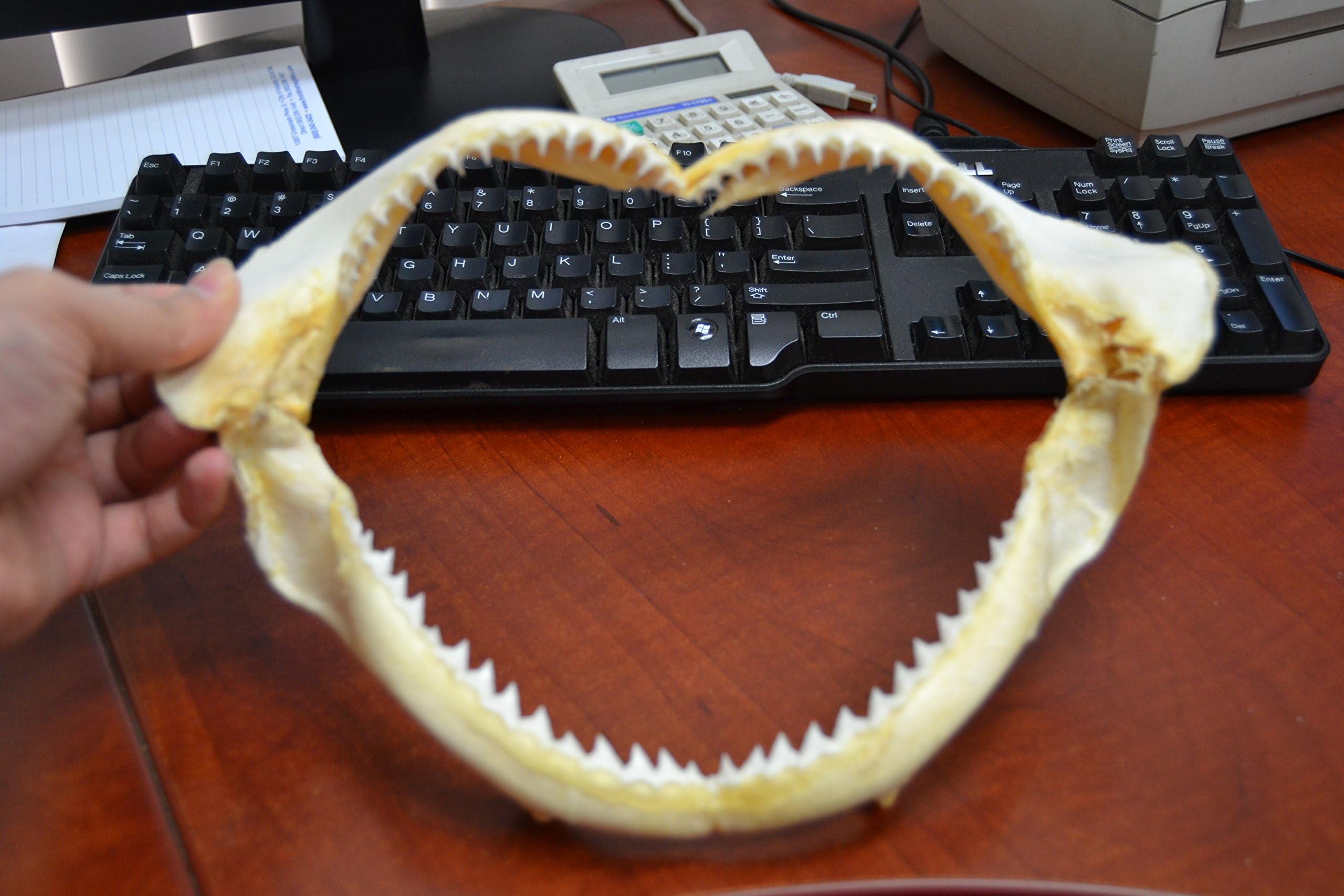Real Black Tip Shark Teeth Tooth Jaw Mouth Craft 11"