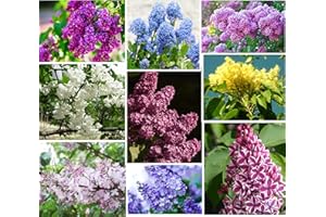 PEAVYTAILOR 50 Mixed Japanese Lilac Seeds Extremely Fragrant Lilac Tree Seeds, Perennial Flowering Plant Lilac Shrub