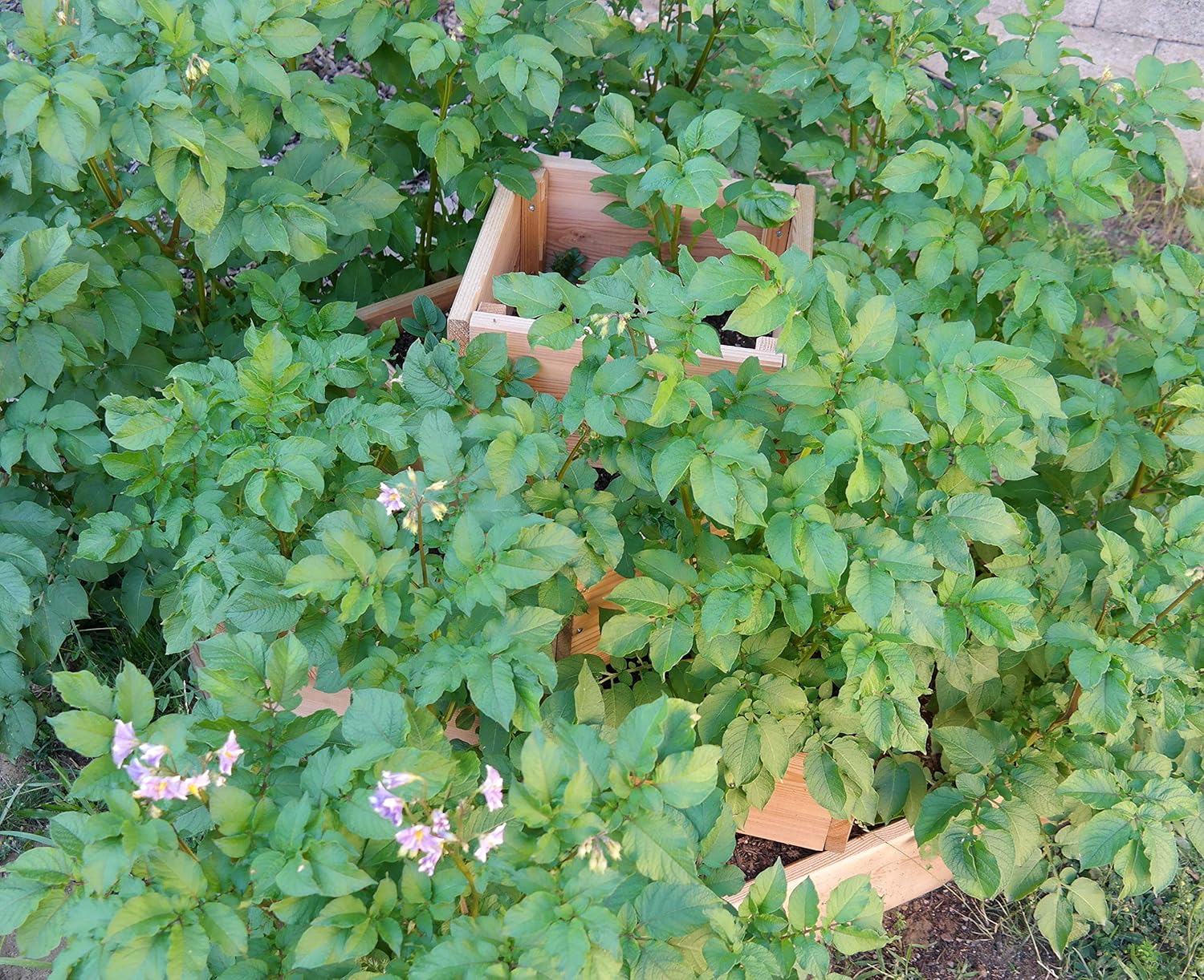 bio-garten - Jardinera Alta piramidal para Patatas, Hierbas y ...