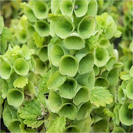 Amazon Com Seed Needs Bells Of Ireland Molucella Laevis Twin Pack Of 400 Seeds Each Garden Outdoor