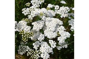 Outsidepride 5000 Seeds Perennial Achillea Millefolium Wild White Yarrow Wild Flower Seeds for Planting