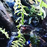 Seachem Prime Water Conditioner 2 Litre Aquarium Treatment view 6