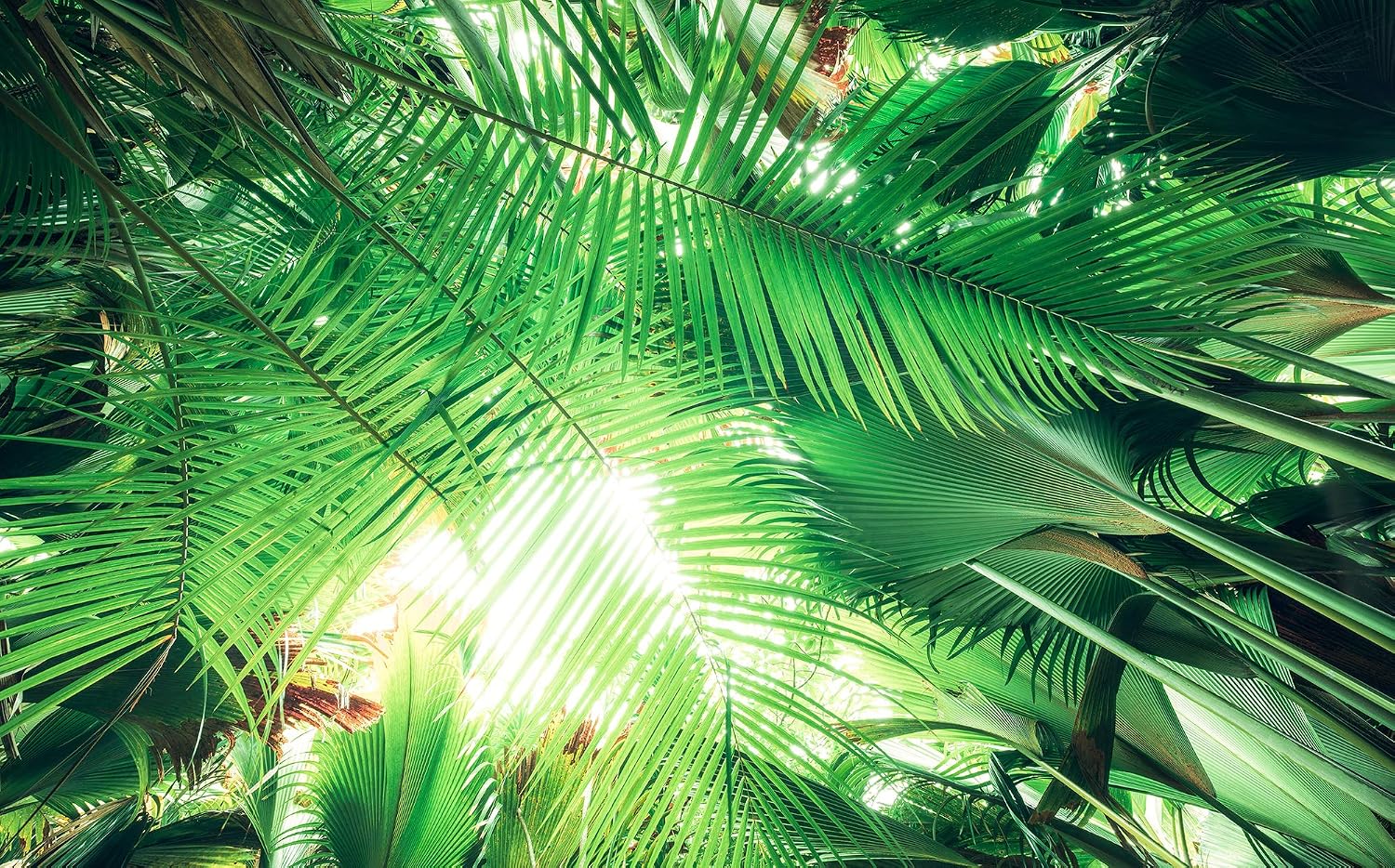 Komar SHX9-025 Non-Woven Photo Wallpaper with Jungle Roof Design XXL Decoration Nature Landscape Bedroom Living Room Office Hallway 450 x 280 cm (Width x Height) Multi-Coloured - Image 3