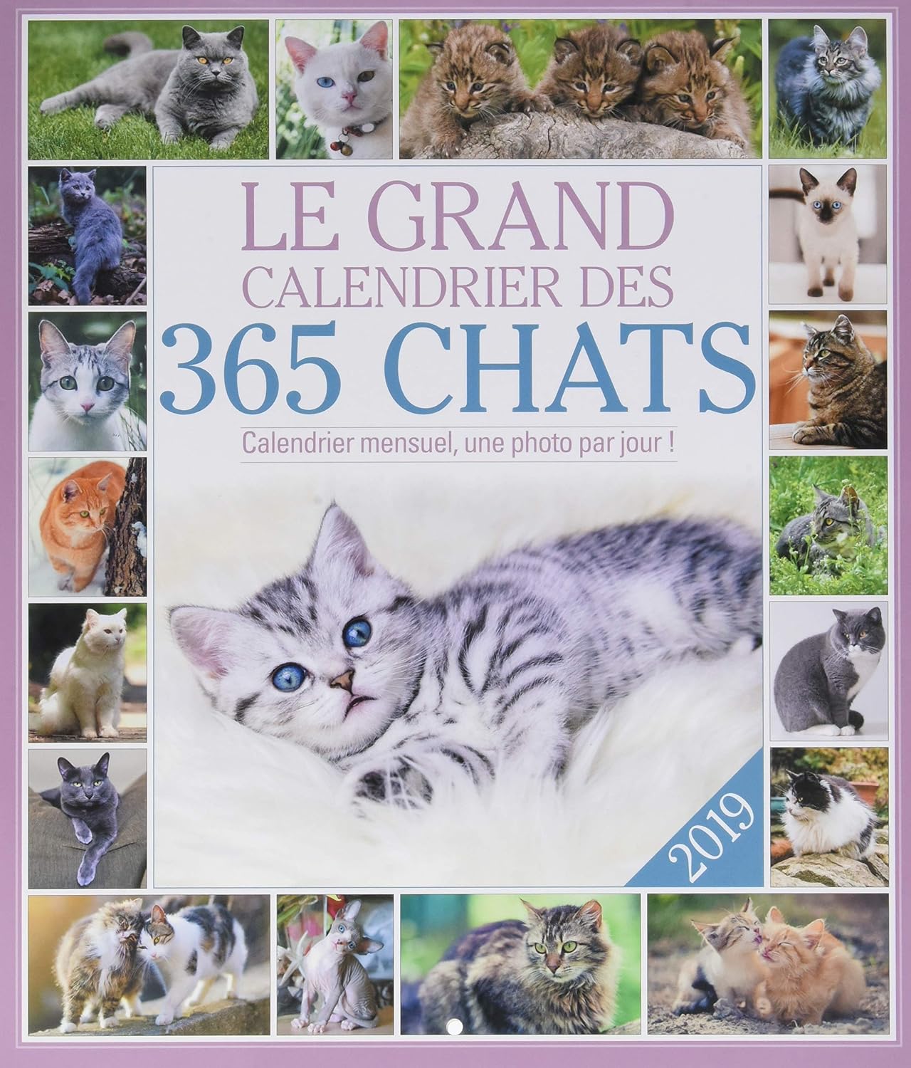 The Great 365 Cats Calendar 2019