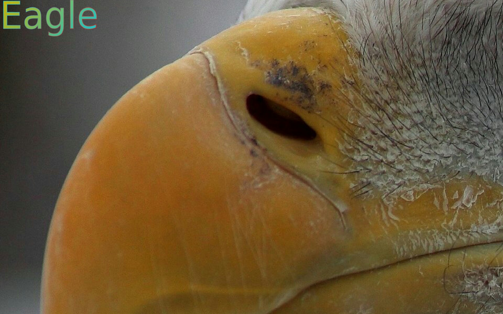 Amazon.com: Animal Noses: Appstore for Android