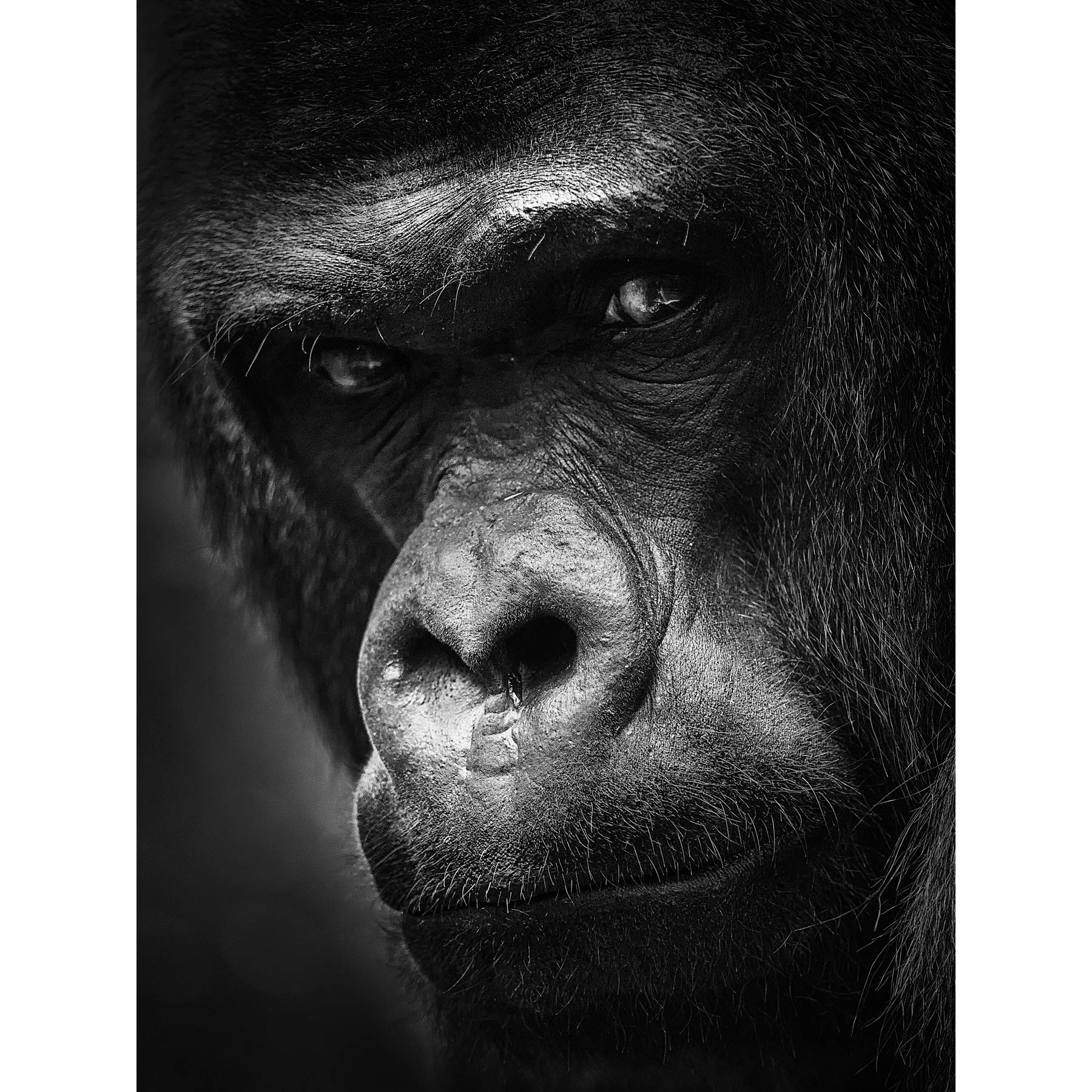 Artery8 Warby Western Lowland Gorilla Face Close Up Photo Premium Wall Art Canvas Print 18X24 Inch