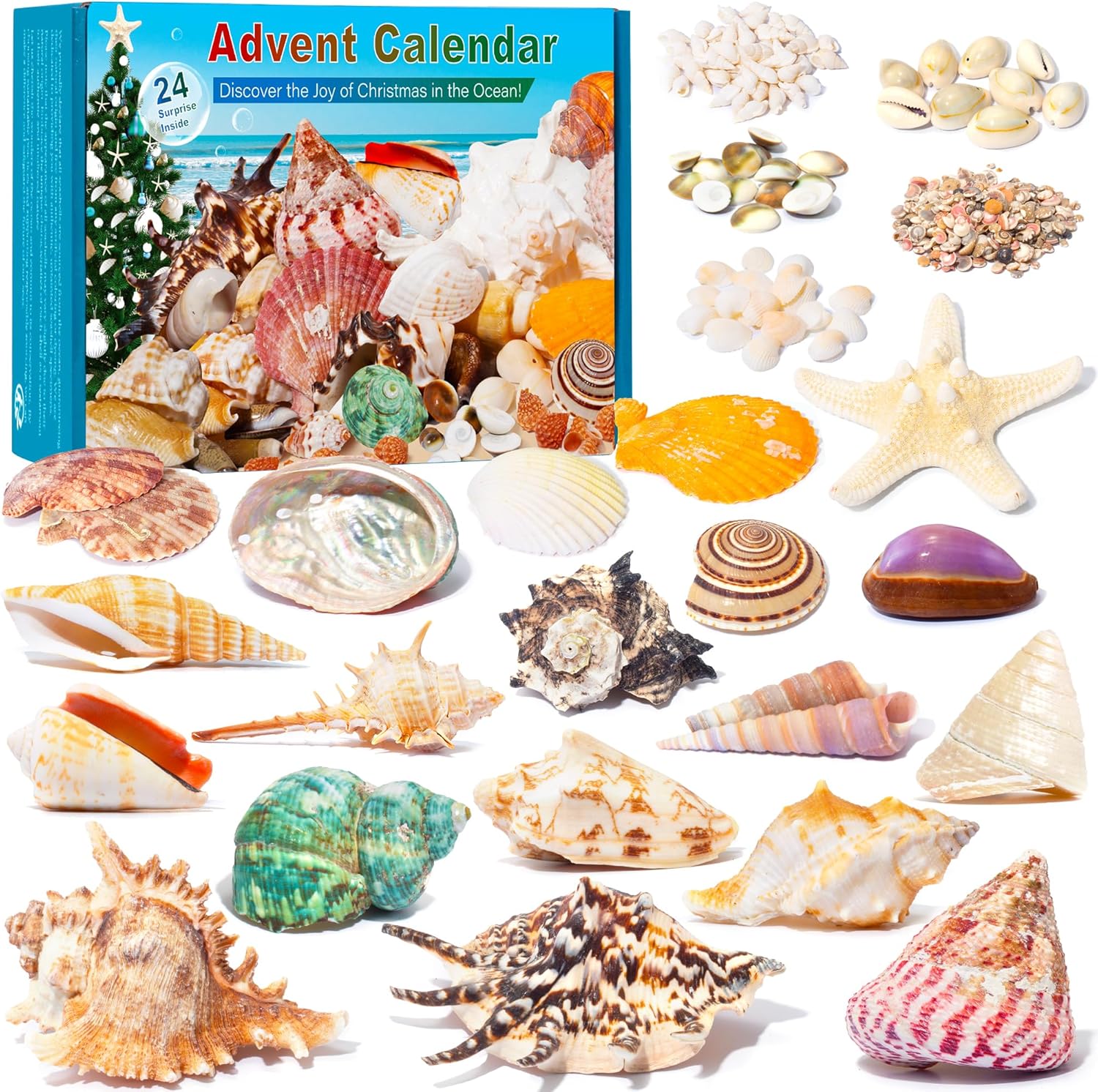 Advent Calendars - Advent Calendar 2023 Seashell for Kids with 24 Days Christmas Countdown Surprises, Marine Shell, Scallop and Starfish for Learning, Collection, Scientific Gift for Girls & Boys & Ocean Enthusiasts