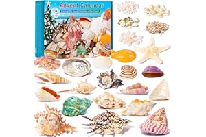 QIANCANNAOR Advent Calendar 2023 Seashell for Kids with 24 Days Christmas Countdown Surprises, Marine Shell, Scallop and Starfish for Learning, Collection, Scientific Gift for Girls & Boys & Ocean Enthusiasts