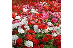 Outsidepride Mix Geranium Seeds for Planting - 100 Pcs Annual, Heat & Drought Tolerant Flower Seeds with Green Foliage & Mix Blooms for Pots, Borders & Lush Summer Garden Displays