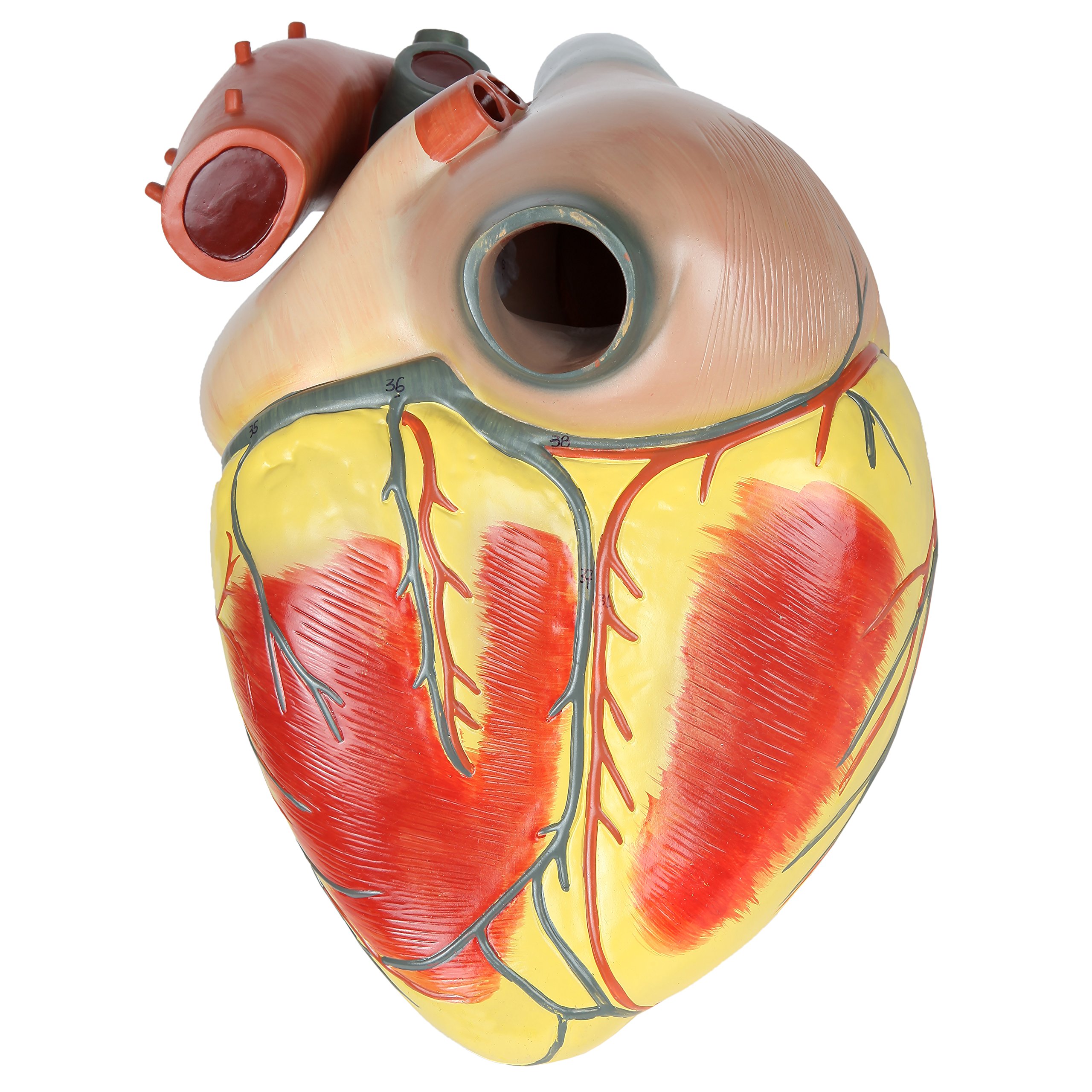 Large Human Heart Model, 3x Life-Size, 3-Part Numbered Anatomical Heart Illustrates 34 Internal Structures, Magnetically Connected, Includes Product Manual, Made by Axis Scientific