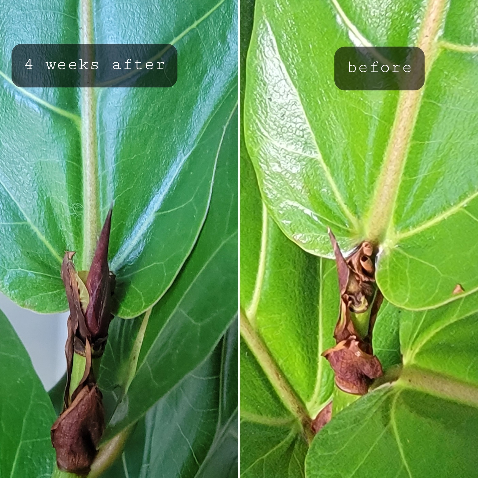 2/mo Finance Fiddle Leaf Fig Tree Fertilizer Ficus Plant Food