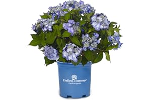 GREEN PROMISE FARMS Endless Summer Collection - Hydrangea mac. Endless Summer Twist-N-Shout (Reblooming Hydrangea) Shrub, RB pink or blue, #3 - Size Container