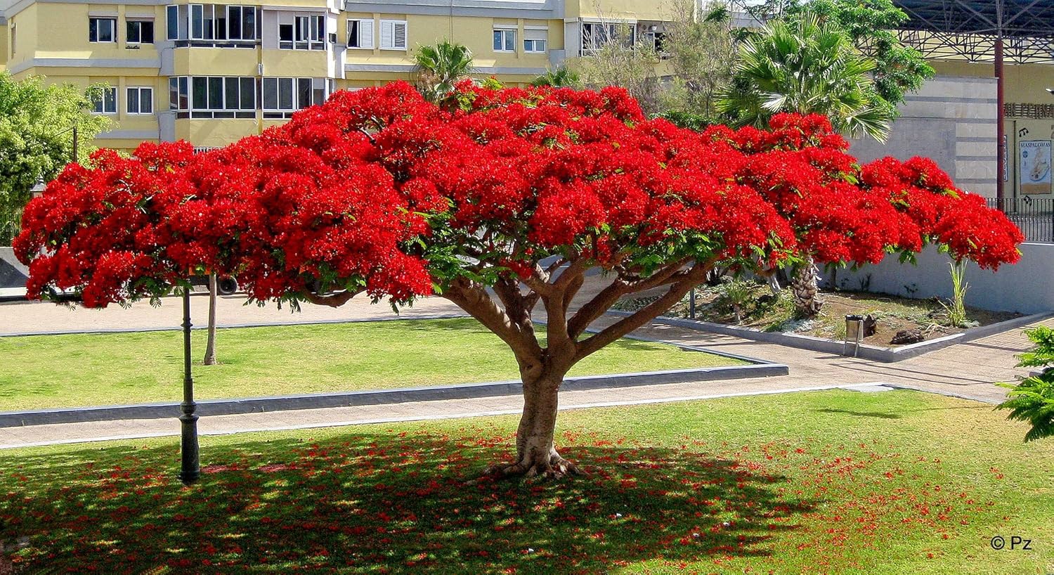 delonix regia árbol del fuego semillas 10: Amazon.es: Jardín