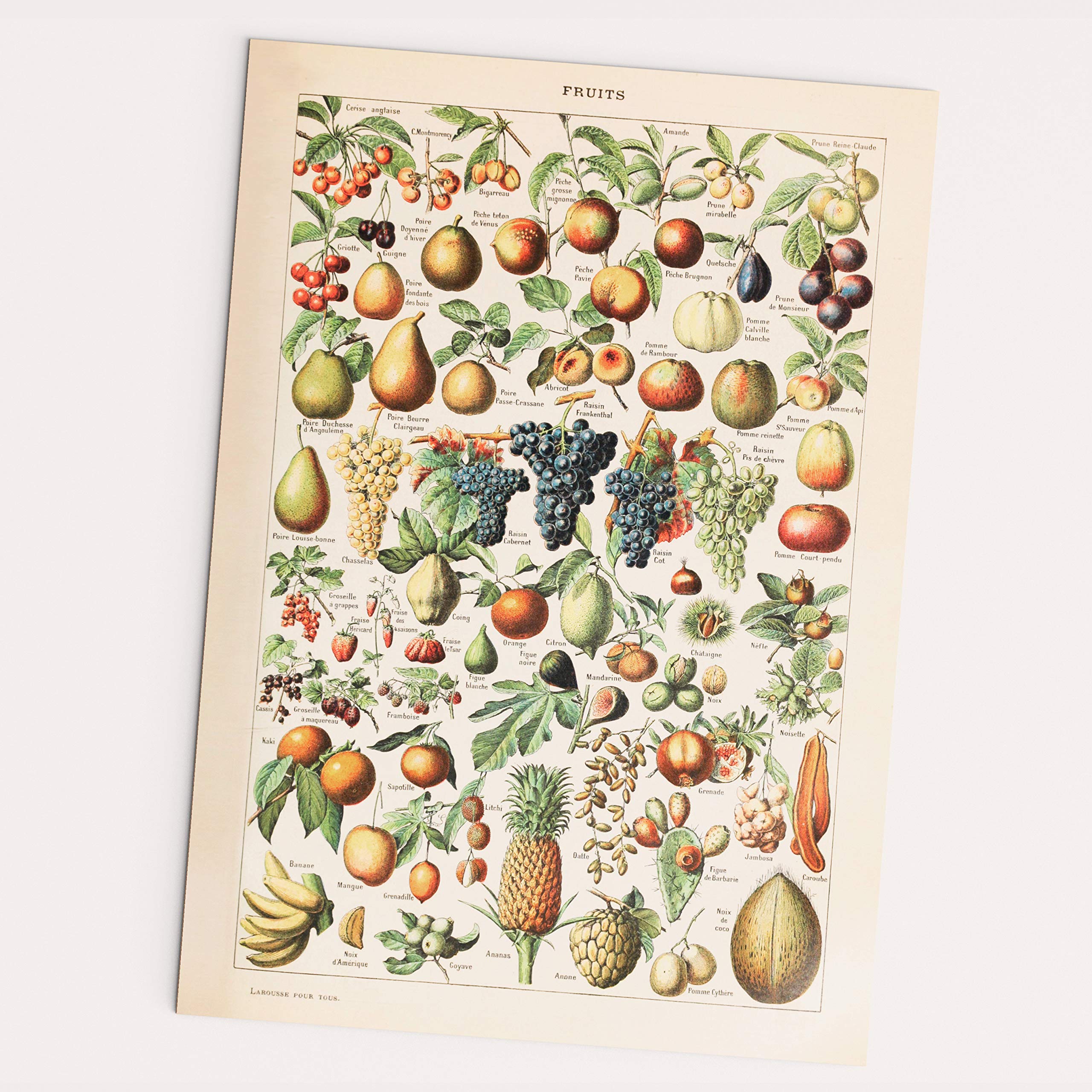 Follygraph Vintage Poster - Fruits - 1909 Adolphe Millot reprint (A2)