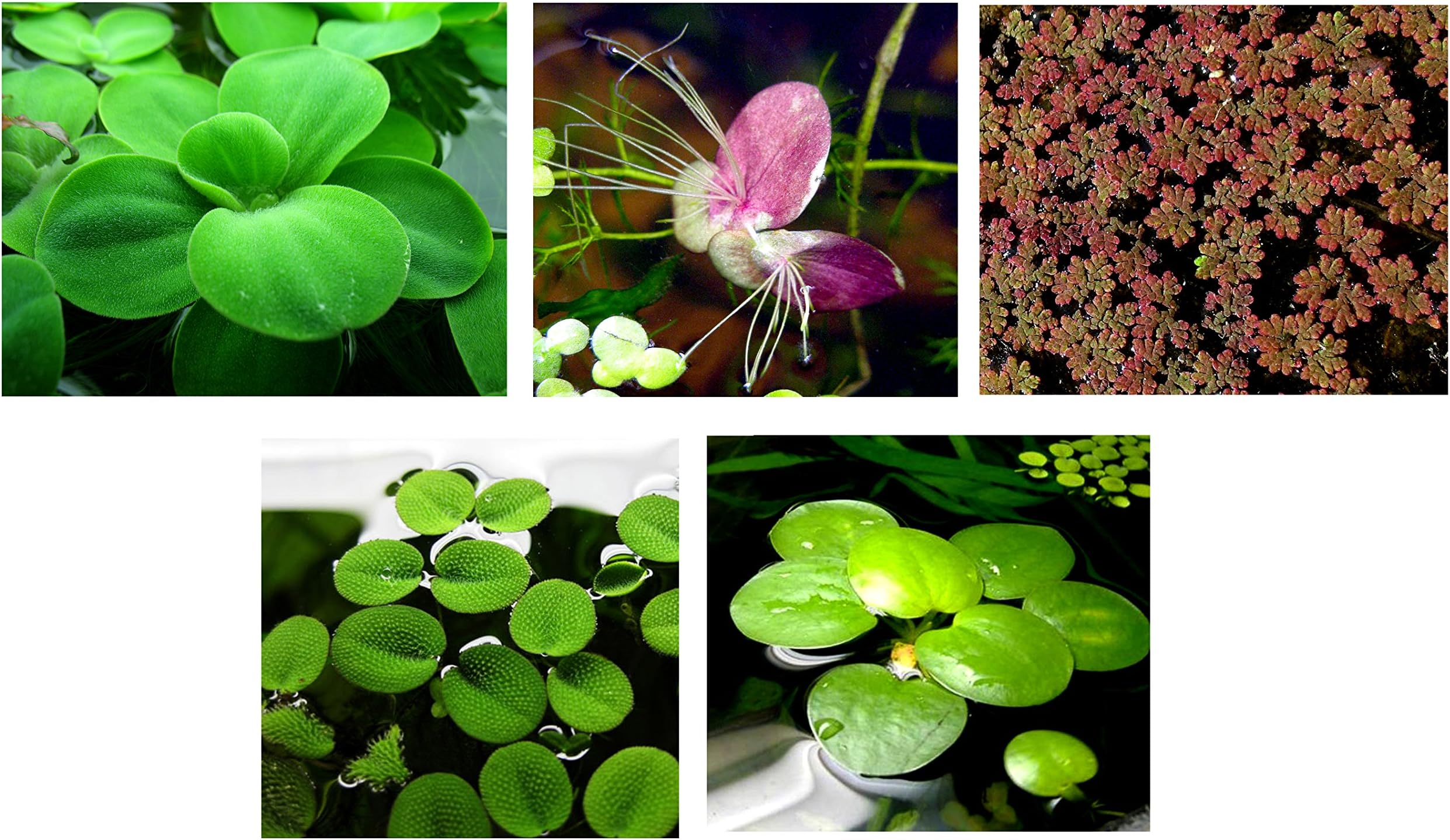 25 Floating Plants mix